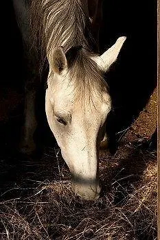 Tenuta Lonciano Bed & Breakfast