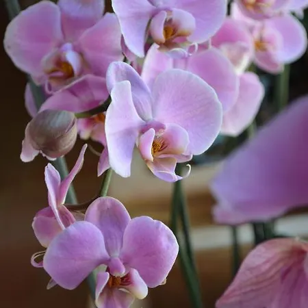 Tenuta Lonciano Bed & Breakfast