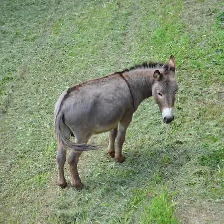 Tenuta Lonciano Bed & Breakfast *