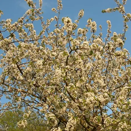 לינה וארוחת בוקר Tenuta Lonciano